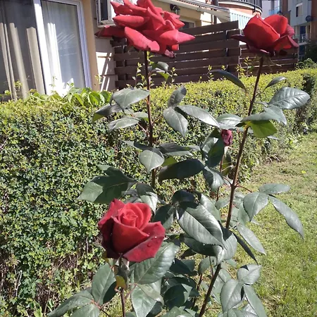 Sunny Słoneczny Brzeg